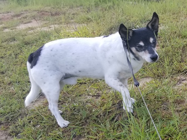 Missing Dog