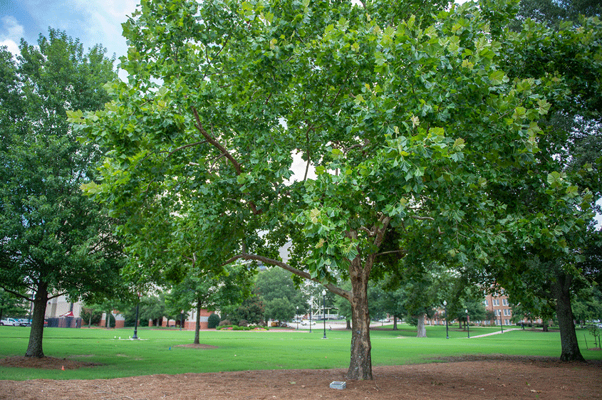 As NASA celebrates Apollo 50th anniversary, MSU recognizes lineage of its ‘Moon Sycamore’ tree