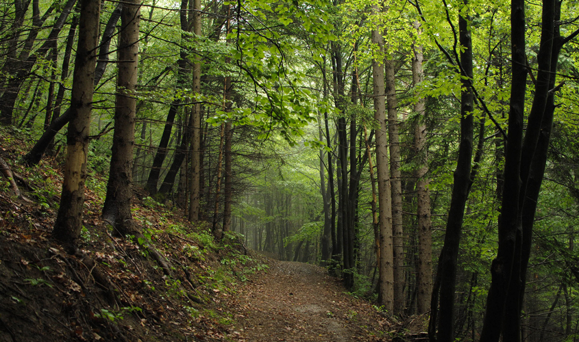 What is your Path?