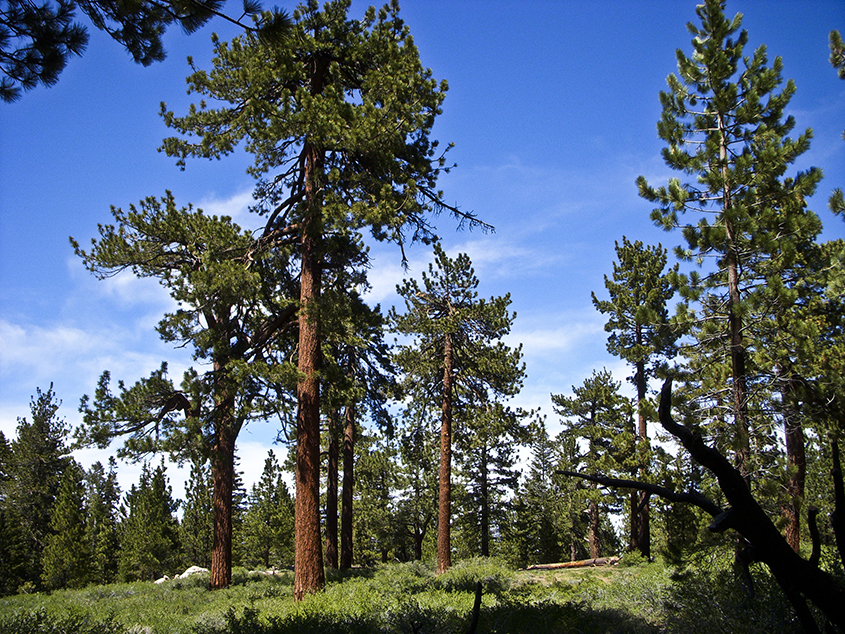 Southern Yellow Pine Log Trade Mission Coming to MS
