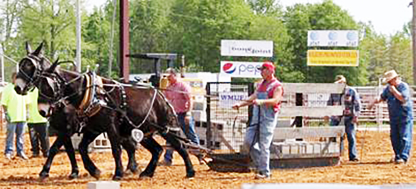 Commissioner Gipson Announces State Fair’s Horse, Mule and Pony Pull