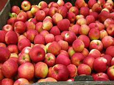 McIntosh, Honeycrisp, Jonathan, Fuji, Jonamac and Red Delicious apples recalled for Listeria