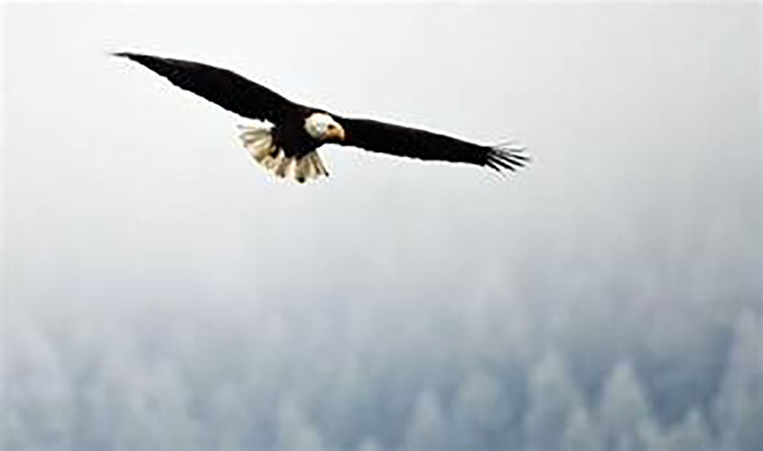 Soar Like An Eagle