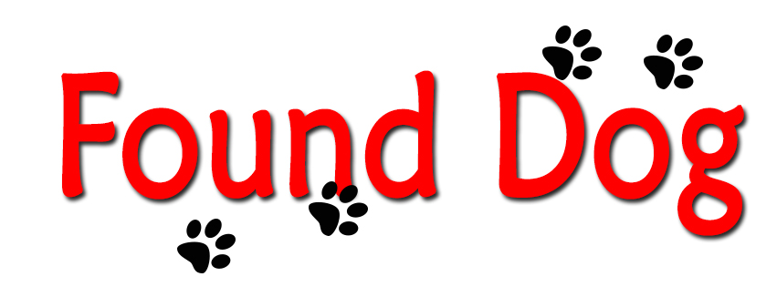 Dog Found in the Saratoga Sharon Community