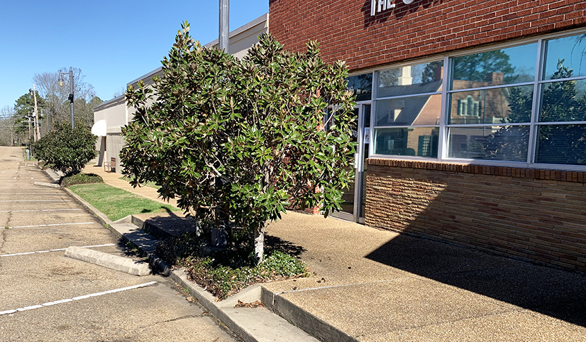Magnolias on Main