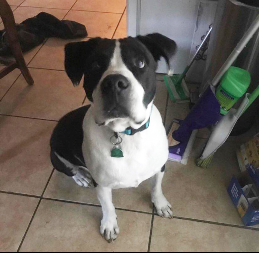 Black & White Bulldog Missing
