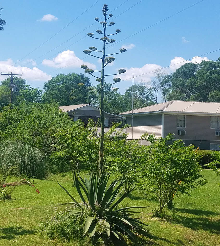 Rare Blue Agave Plant in Bloom in Eastside