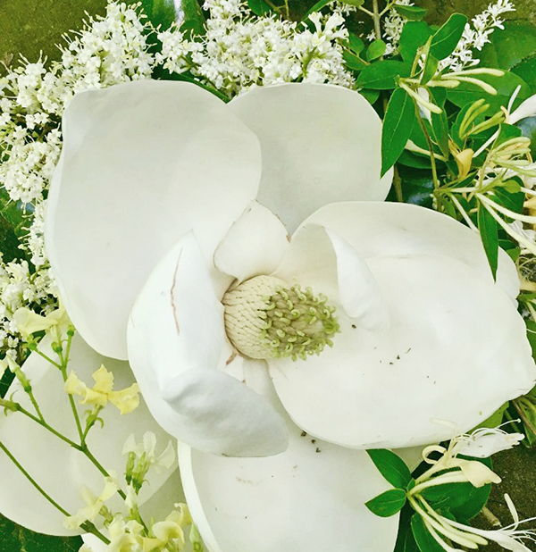 Ambushed by a Fragrance —The Magnolia