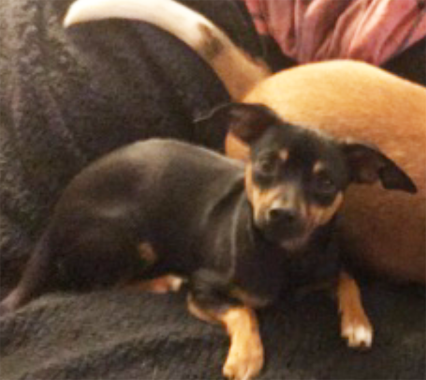 Help Lynn Find Millie!