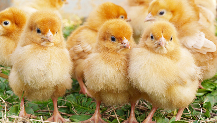 Salmonella Outbreak Linked to Backyard Poultry Flocks