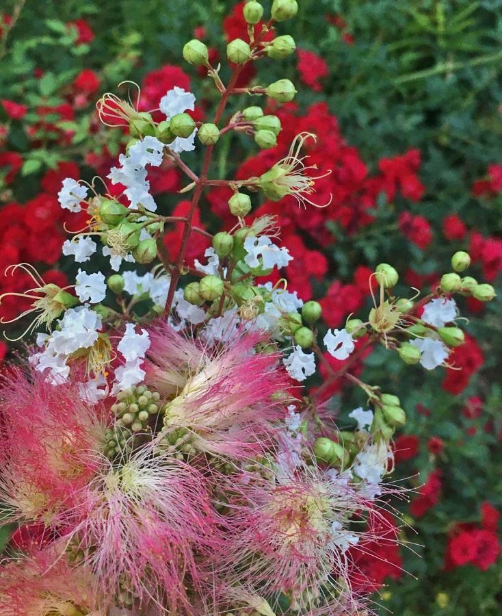 Values We Assign To Plants