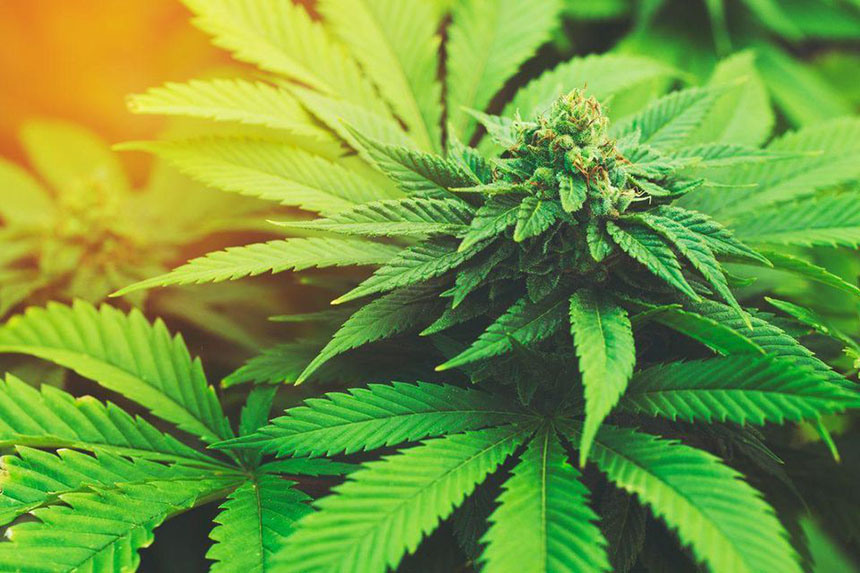 USDA Accepting Applications for MS Hemp Production Licenses