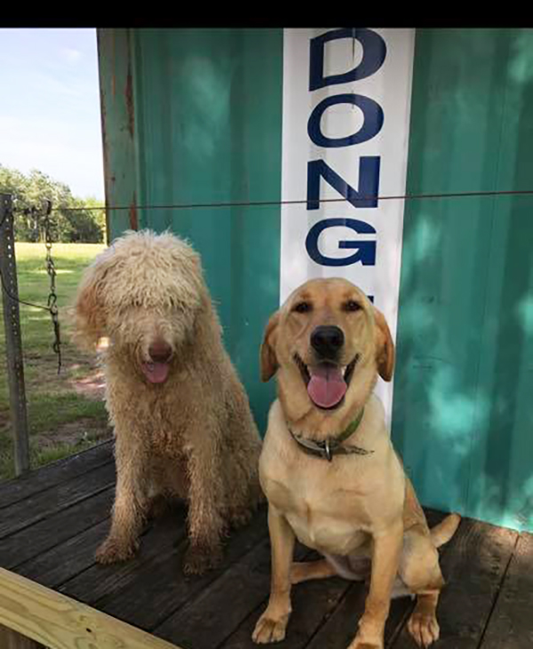 Lost dog