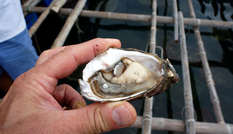 US Treasury Approves $7.6 Million Grant for USM Oyster Hatchery