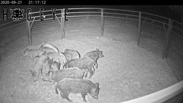 Commissioner Gipson Announces Wild Hog Control Program Application Period
