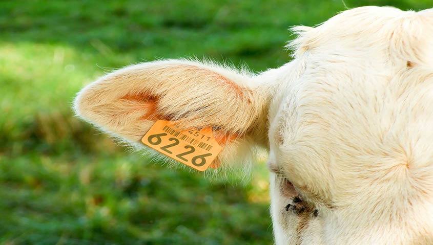 National Cattlemen’s Organizations Split on RFID