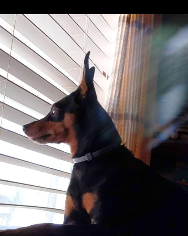 Have you seen Becky’s dog?—Lola has been found!!!