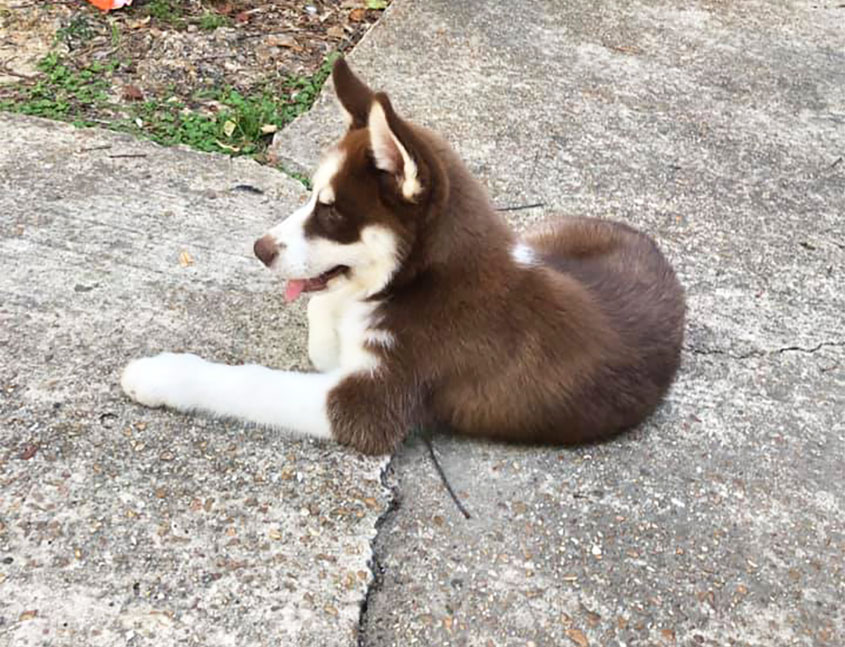 Have You Seen this Husky Dog?