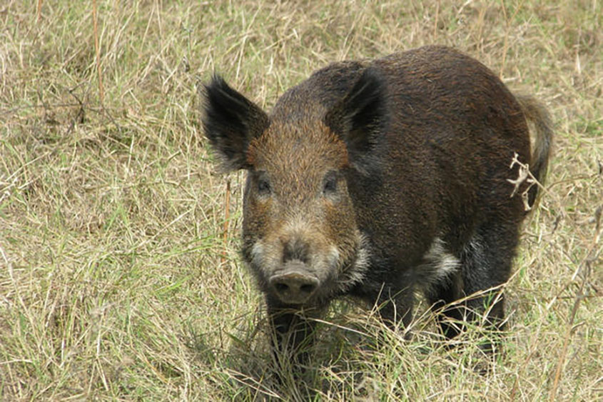 Second Wild Hog Control Program Application Period