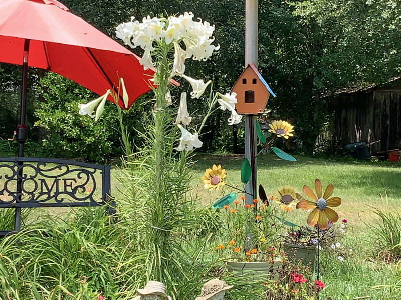 The August Lilly