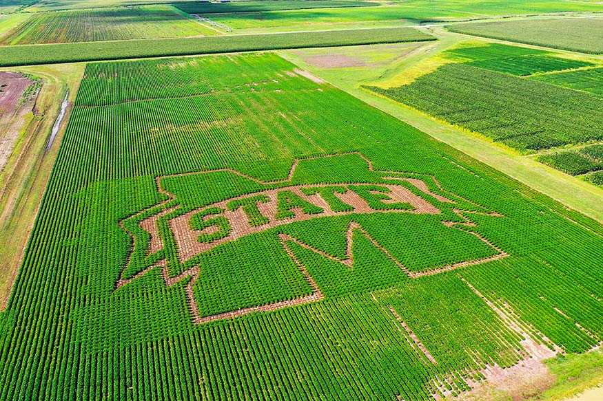 MSU ag scientists use iconic M-State spirit mark to refine precision planting research