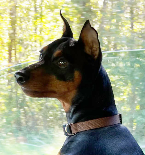 $1,000 Reward for Safe Return of “Boss”