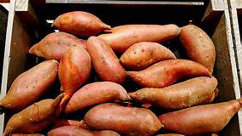 MDAC Receives USDA Specialty Crop Grant