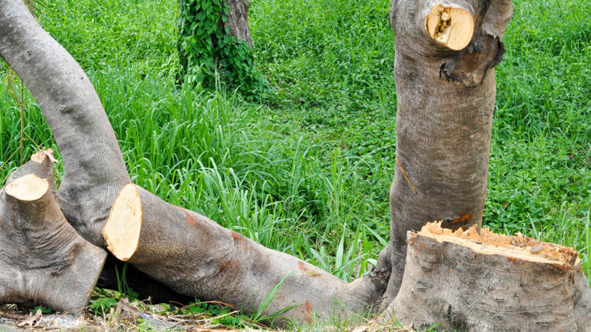 Tree Contractor Bond Can Be Pulled