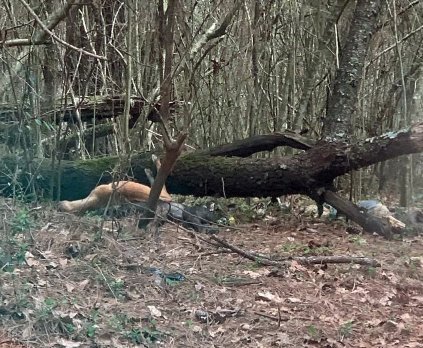 Three Deceased Dogs Found on Blackwell Road