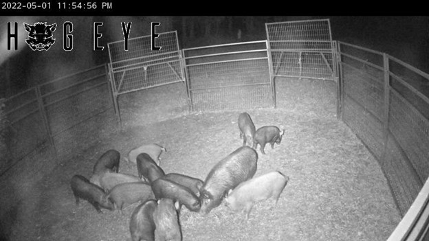 Ag Commissioner Andy Gipson Announces May 2022 Wild Hog Control Program Application Period