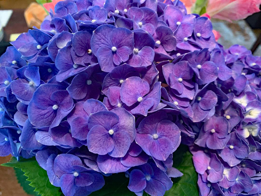 Hydrangeas, One of the Loveliest Flowers!