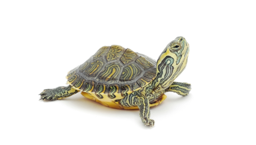 Turtles Purchased Online Source of Salmonella Outbreak