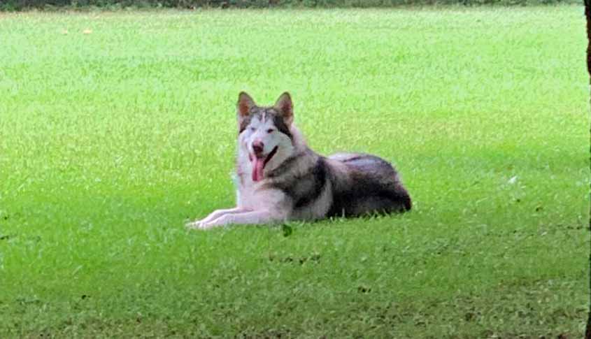 Is This Your Dog???