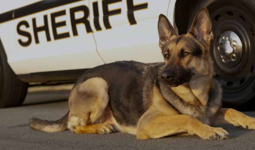 Mobile, Alabama Man Pleads Guilty to Shooting K9