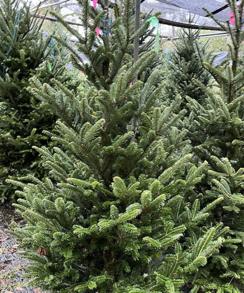 Hand’s Nursery Christmas Trees have Arrived! - MageeNews.com