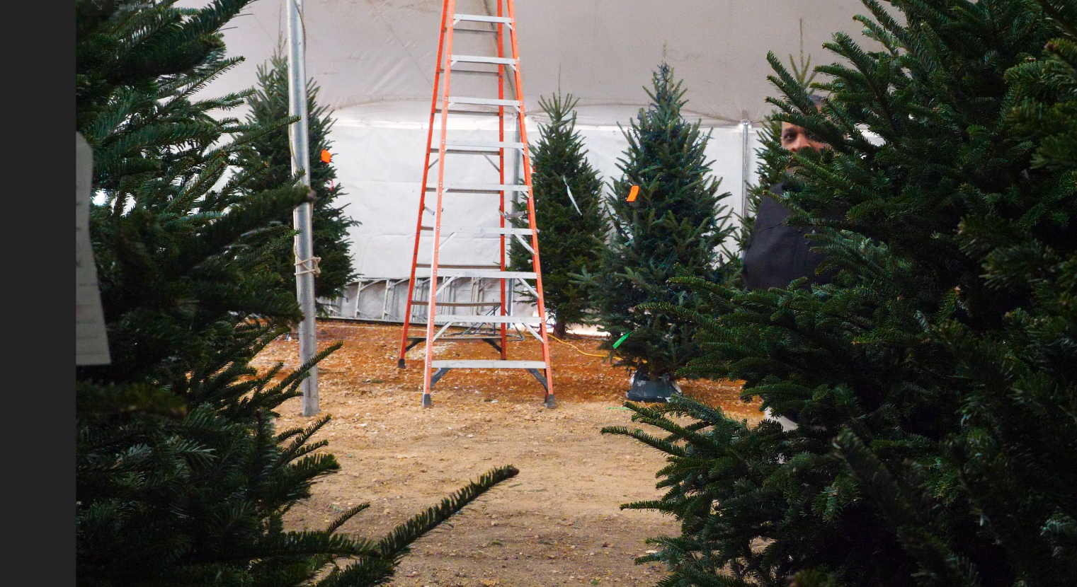 Secure your Christmas tree on your sleigh