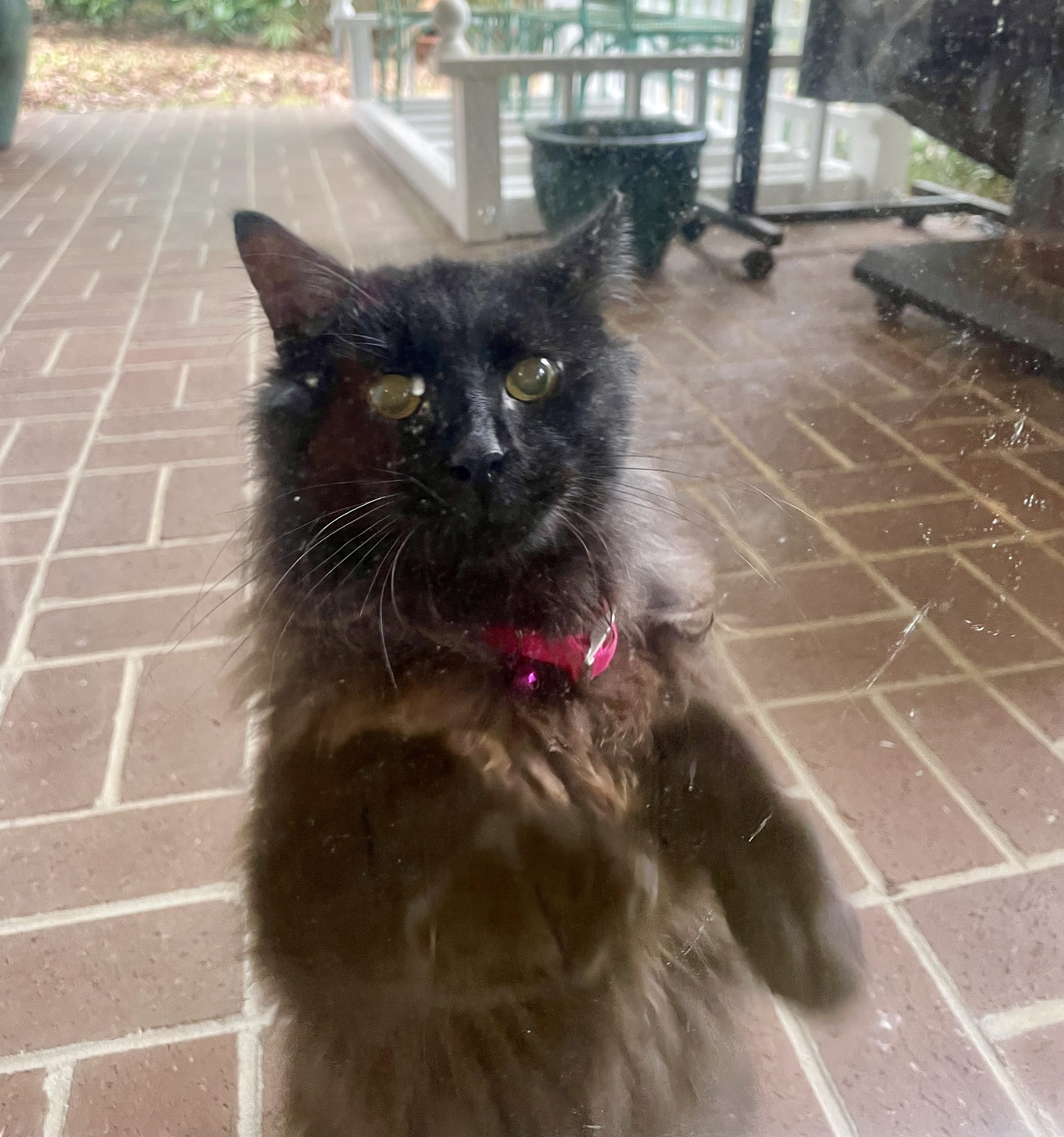 Is this your cat?/UPDATE Owner Found