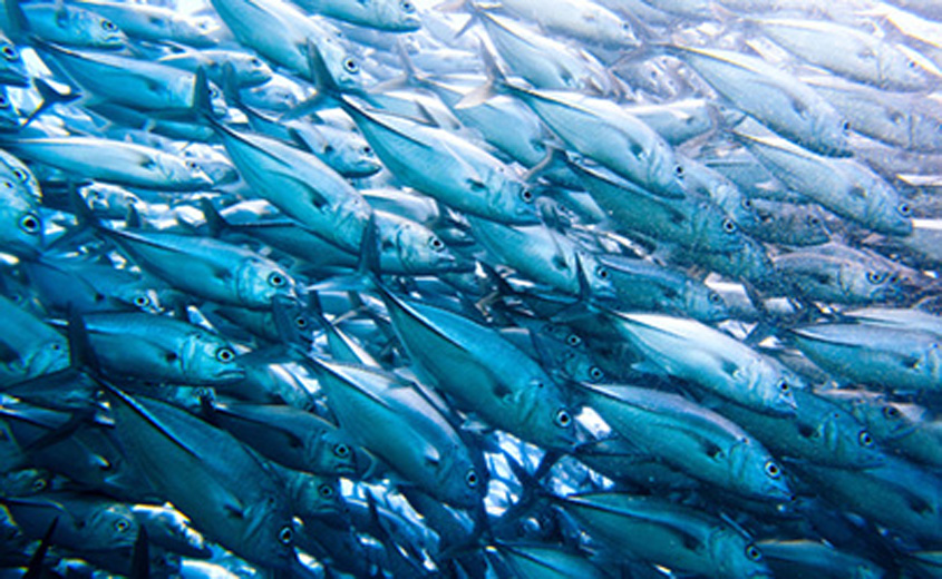 Tuna Should Not Be Eaten During Pregnancy