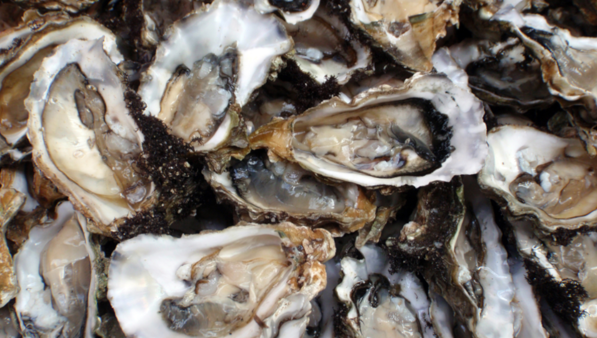 Oysters harvested in Florida linked to three-state Salmonella outbreak