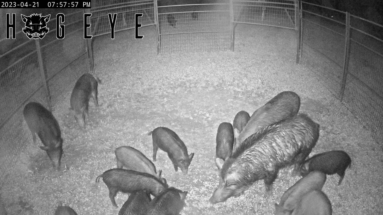 Commissioner Andy Gipson Announces May 2023 Wild Hog Control Program Application Period