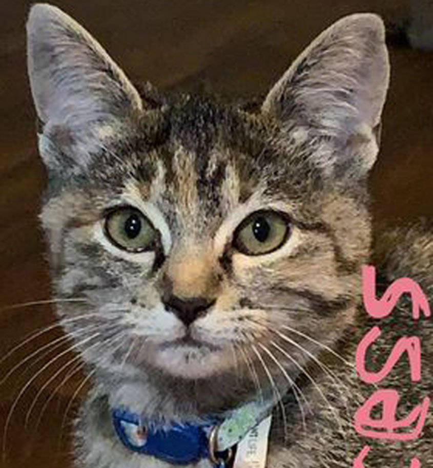 Cat Missing on Magnolia Avenue