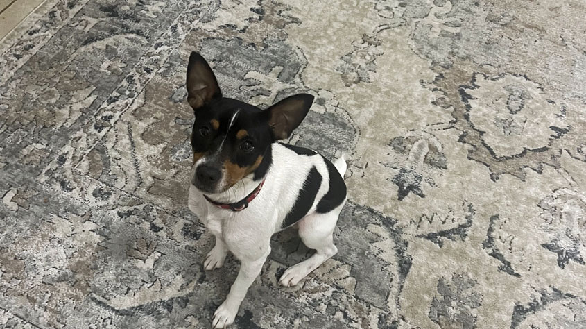 Is this your dog???—Owner Found!!!