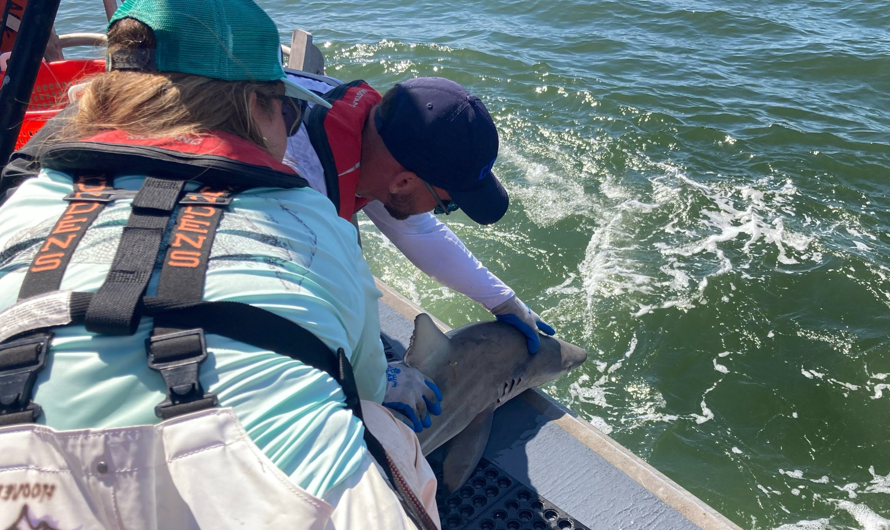 USM Shark Expert Explains Many Shark Sightings Along Gulf Coast