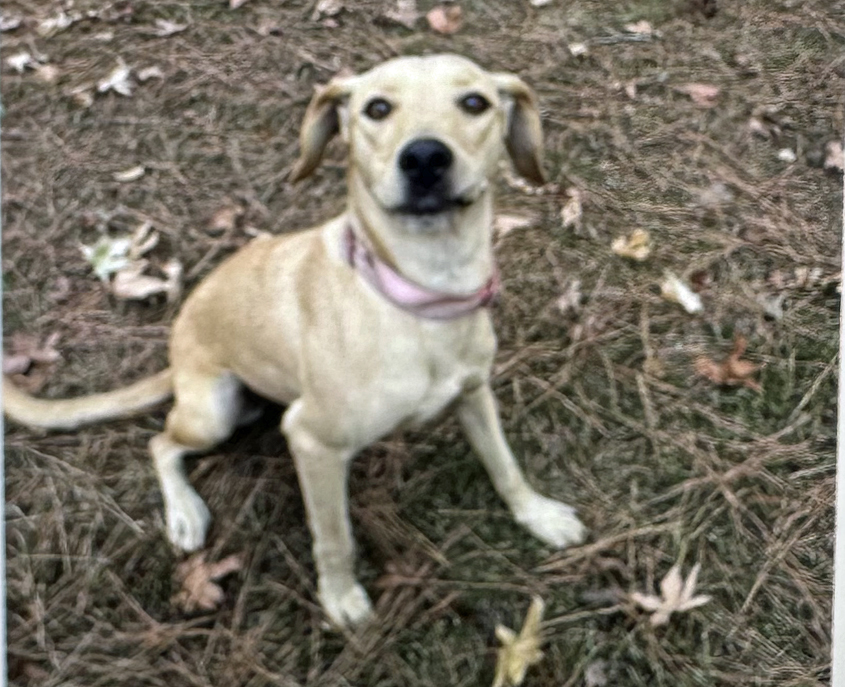Is this your dog?