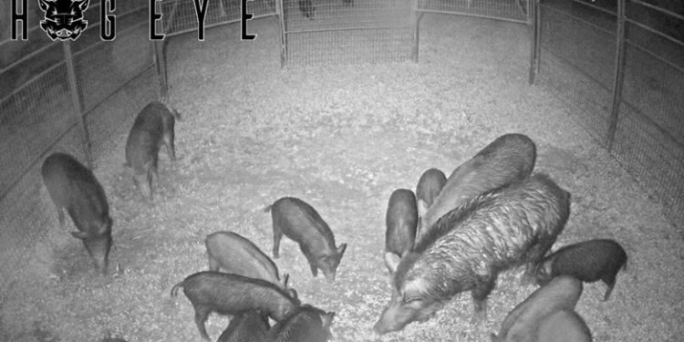 November 2023 Wild Hog Control Program Application Period
