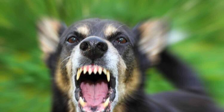 Rabies—a Serious Issue