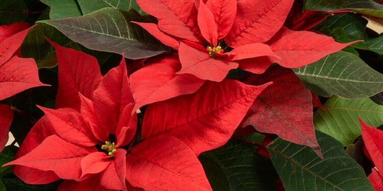 How to care for a Poinsettia