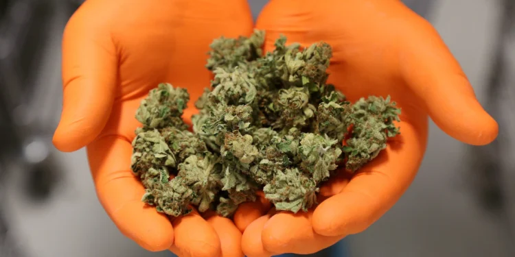 Mass Re-Testing of Medical Cannabis Products Now Underway