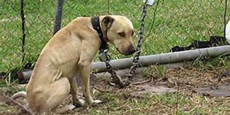 Citations Will be Issued if Animals are left Unprotected or Tethered