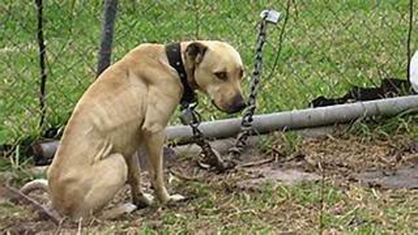 Citations Will be Issued if Animals are left Unprotected or Tethered